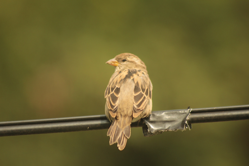 House sparrow perching on a powerline.