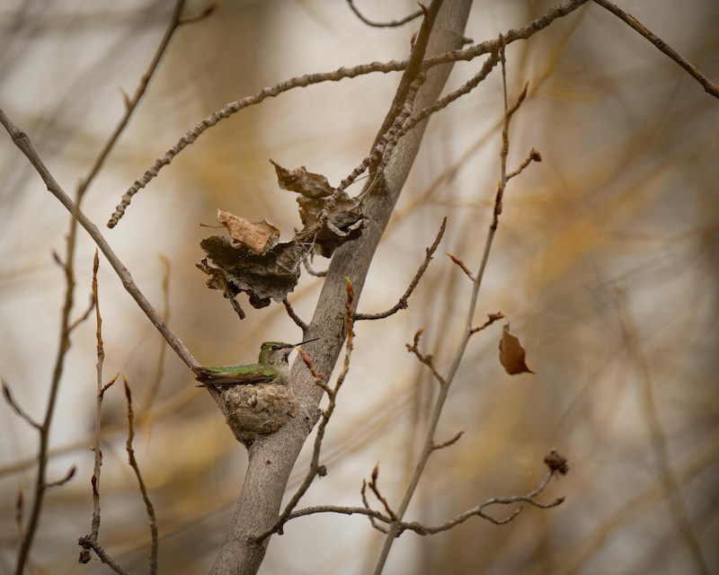 Wild Hummingbird sitting on a nest made in a small fork of a branch.