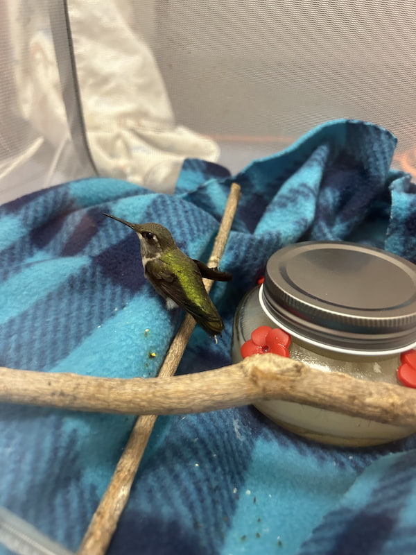 Ruby throated hummingbird wildlife patients perching on a branch.