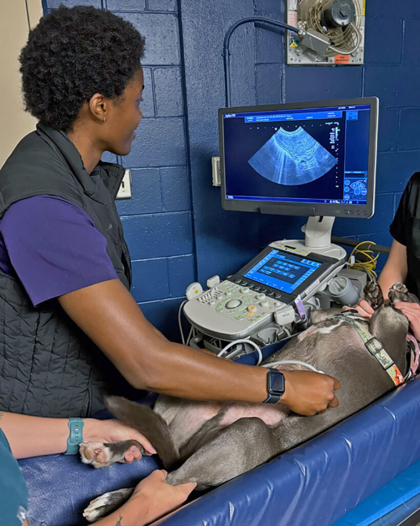 OC Kirkland performing an ultrasound on a dog.