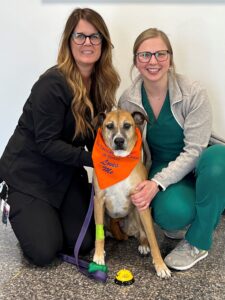 A dog from the veterinary teaching hospital oncology service ringing the cancer bell stating he completed his treatment