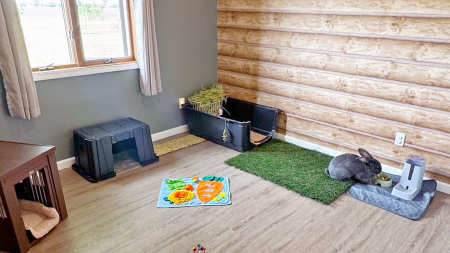Moose the pet rabbit in his own room