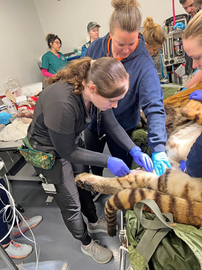 Veterinarians examining a tiger.