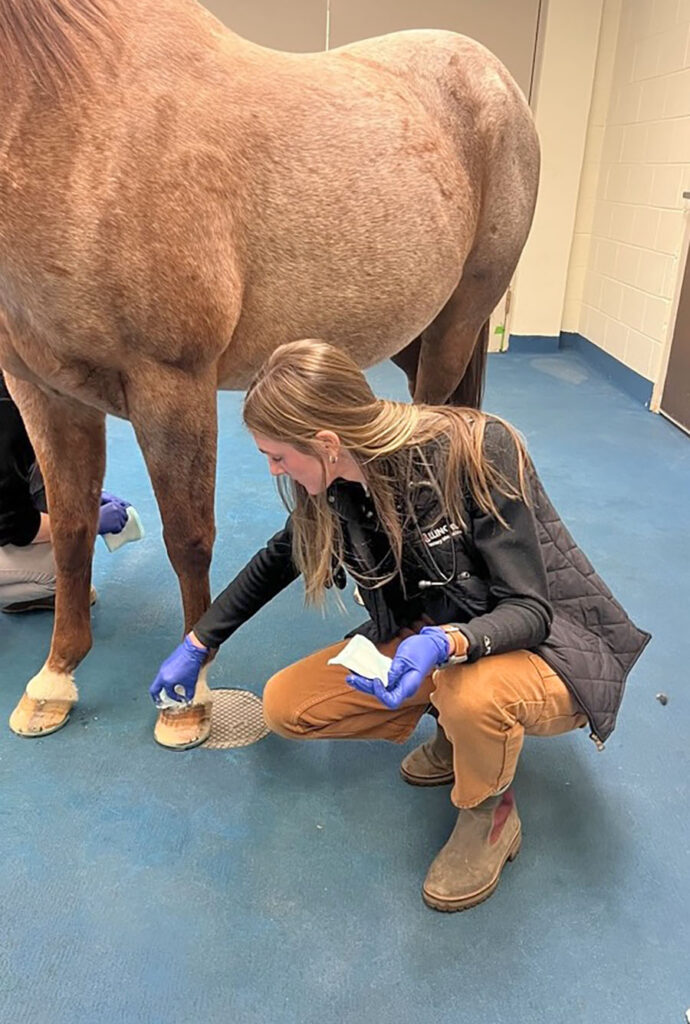 A veterinarian wiping a horse's hoof.
