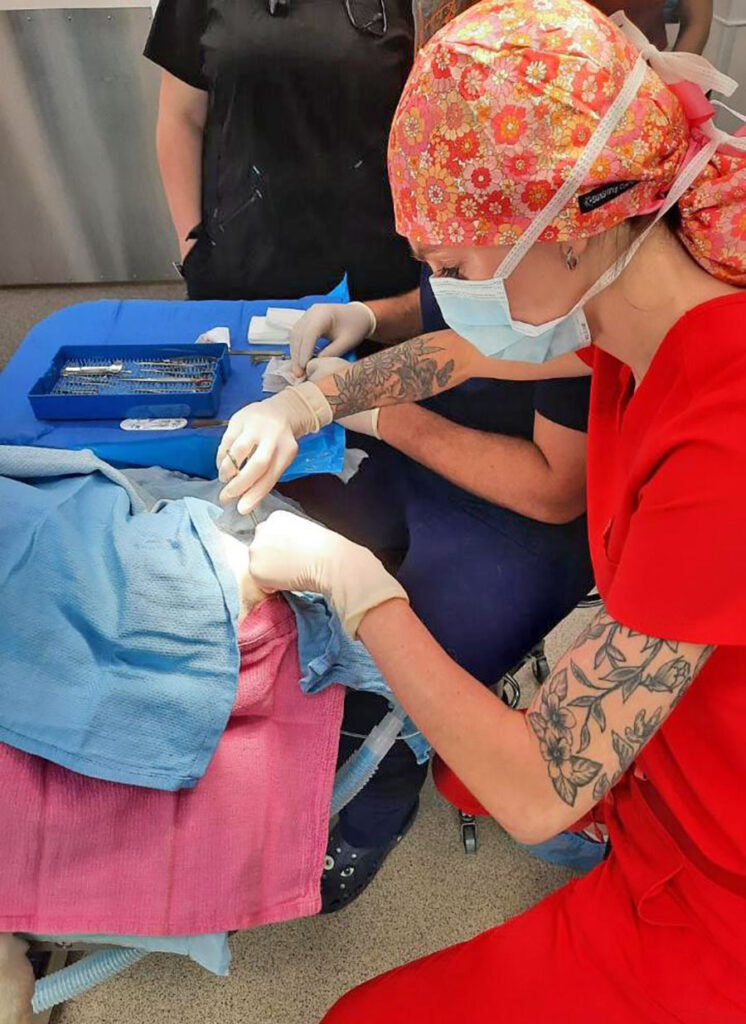 A veterinarian in red scrubs performing surgery.