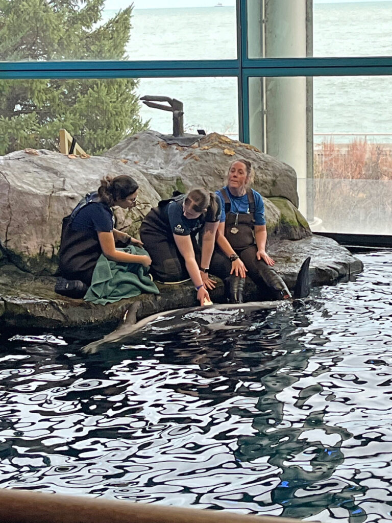 A veterinarian giving a dolphin an ultrasound inside an aquarium.