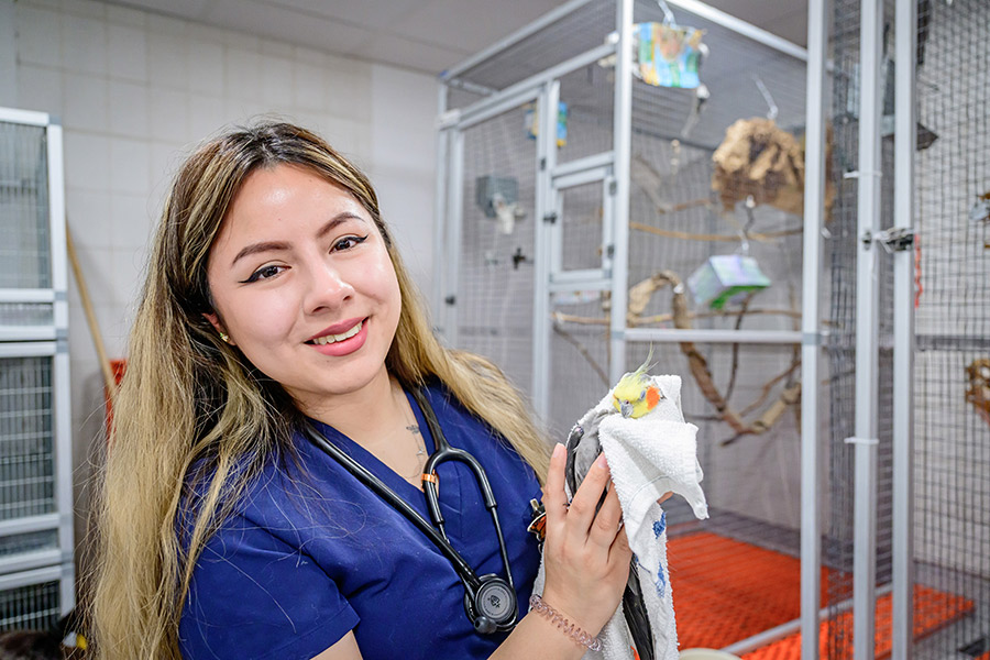 A veterinarian holding a cockatiel.