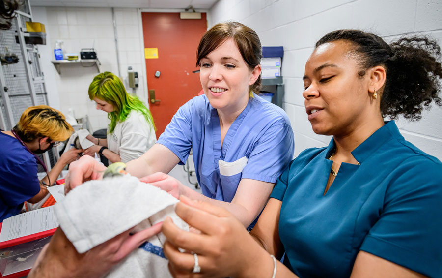 Dr. Stephany Lewis (center) assists senior veterinary students in a hands-on advanced avian handling lab.