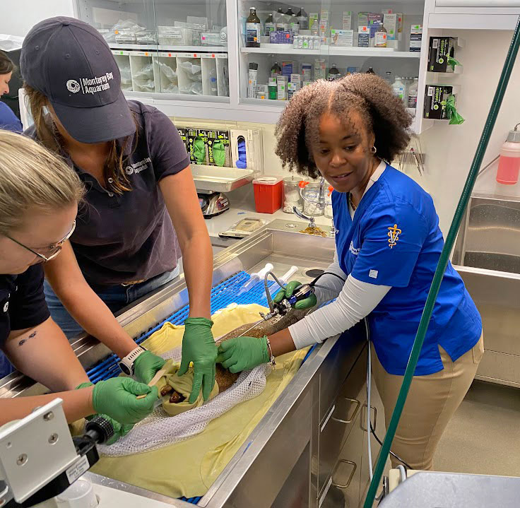 Dorothy Echols during her externship at Monterey Bay Aquarium