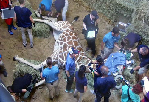 Dr. Sam Sander oversees the care of a giraffe under sedation at a local zoo