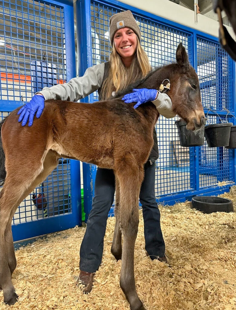 Gina Kowalewicz holding up a brown baby horse.
