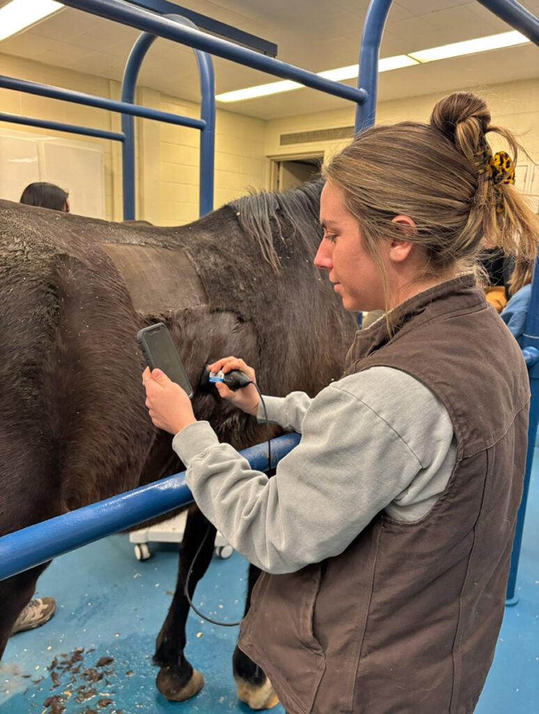 Gina Kowalewicz shaving off hair from a horse.