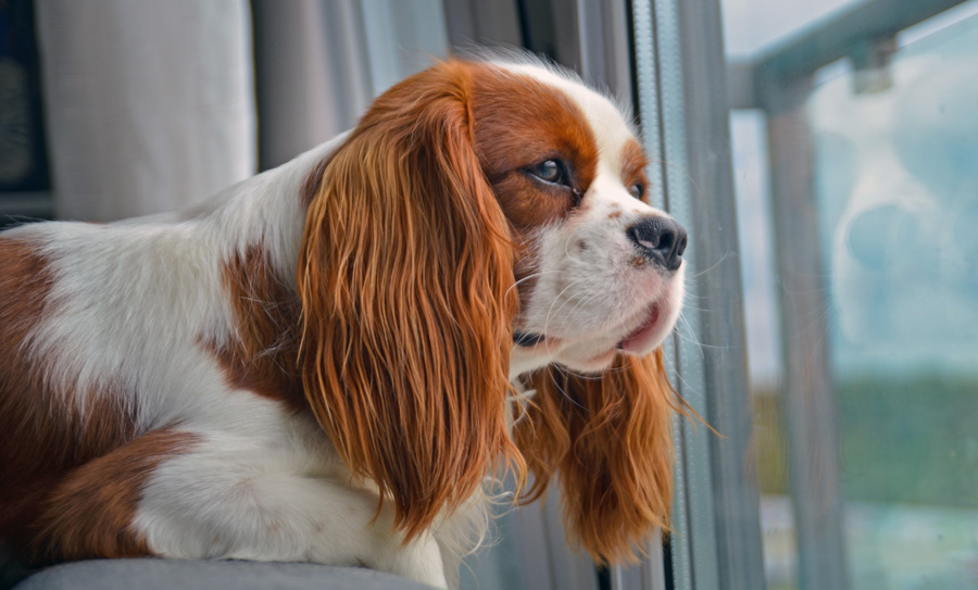 a cavalier king spaniel stares pensively out a window