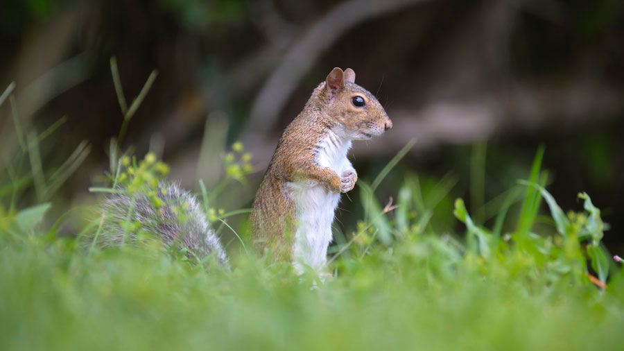a gray squirrel stands in a grassy area