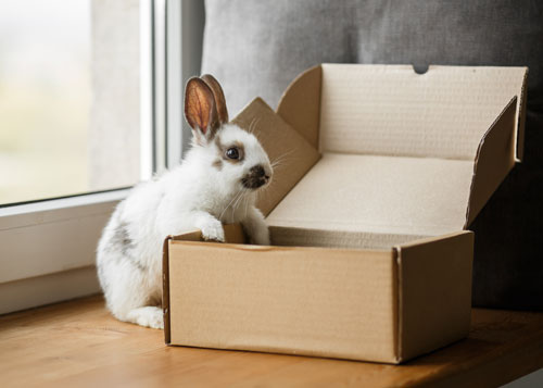 a rabbit interacts with an open cardboard box on a window seat