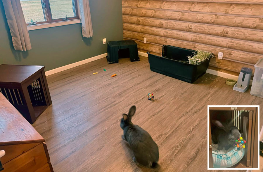 Moose the rabbit has his own room with all the things he needs in it.