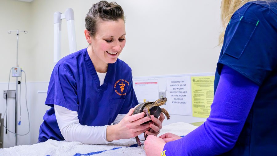 Dr. Sam Sander examines a box turtle