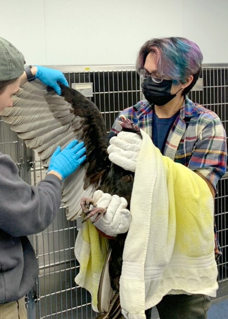 Theodore Berlanga volunteered in the Wildlife Medical Clinic