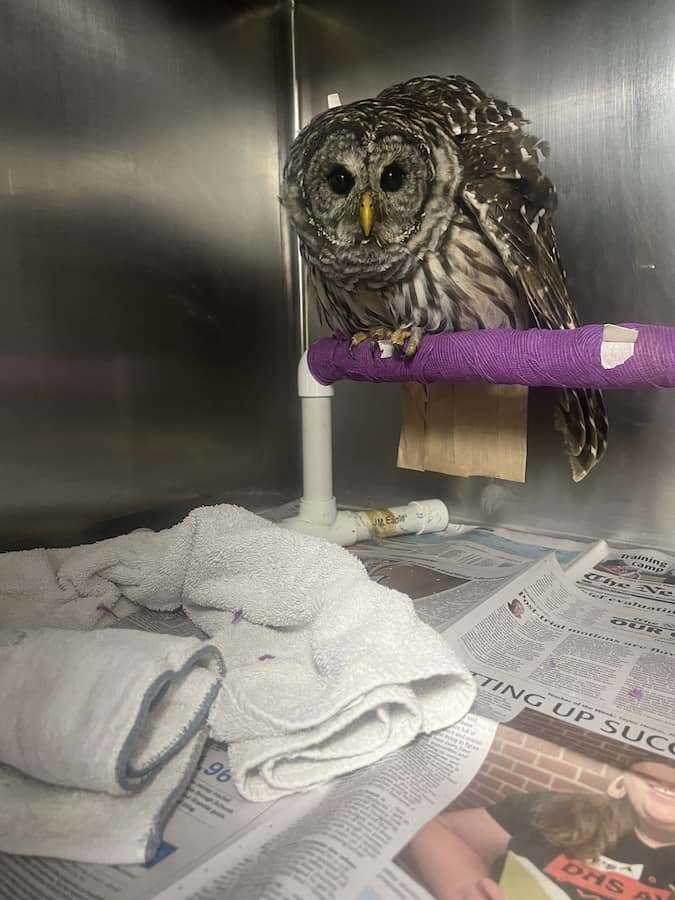 Barred Owl Wildlife patient perched in a hospital enclosure. Brown paper looking item under the perch is a tail guard to protect the birds tail while in our care.