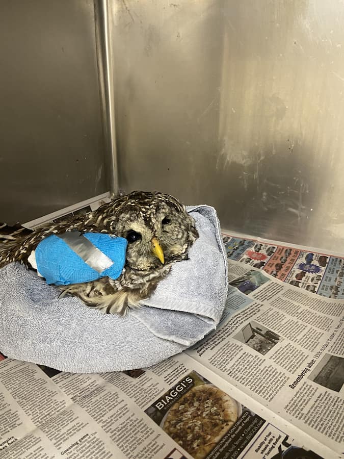 Barred Owl wildlife patient with it's right wing wrapped.