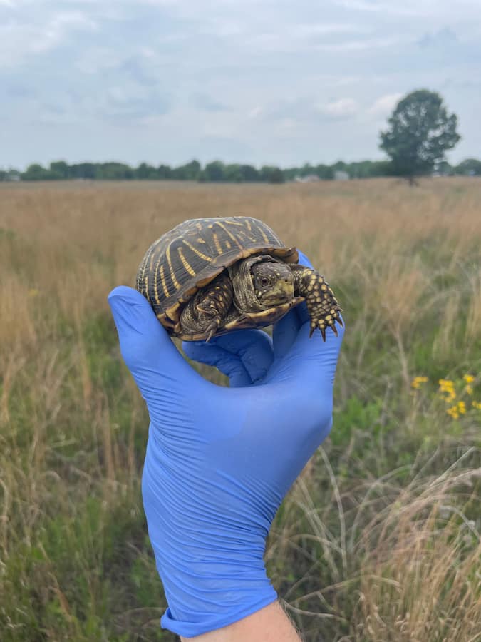 Ornate Box Turtle in a researchers gloved hand out in a prairie.