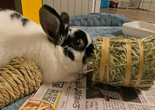 Pet rabbit Lottie nibbles on a toy that is a bundle of hay.