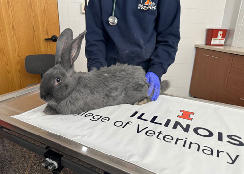 Pet rabbit Moose poses on an exam table at the University of Illinois Veterinary Teaching Hospital while a person wearing a stethoscope stands behind him.