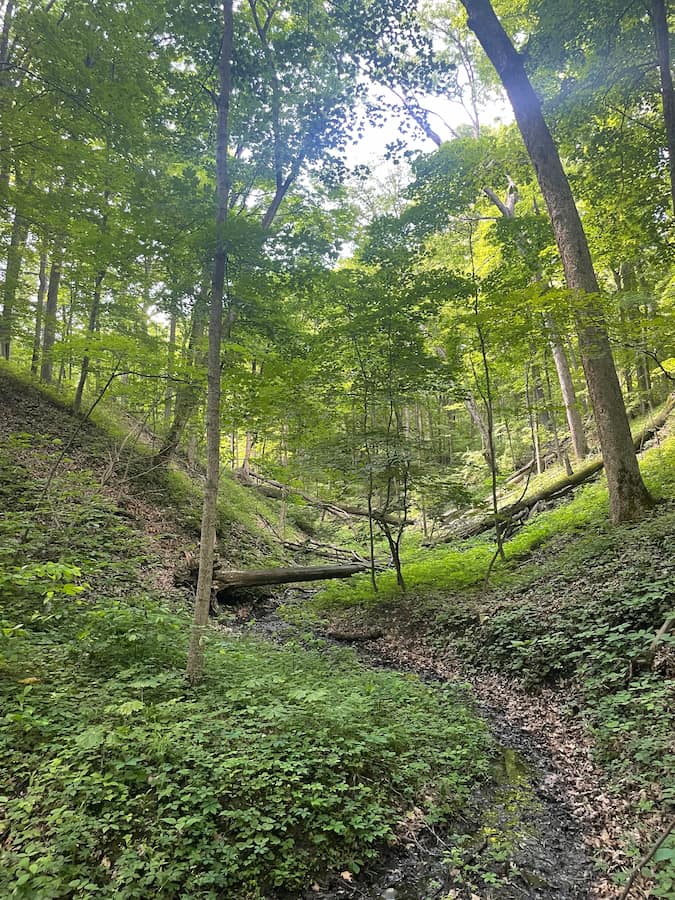 Hilly, wooded area out in nature.