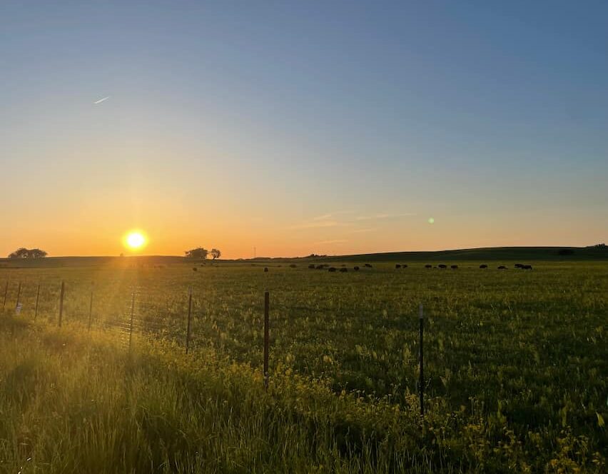 Cows out in a pasture at sunset.