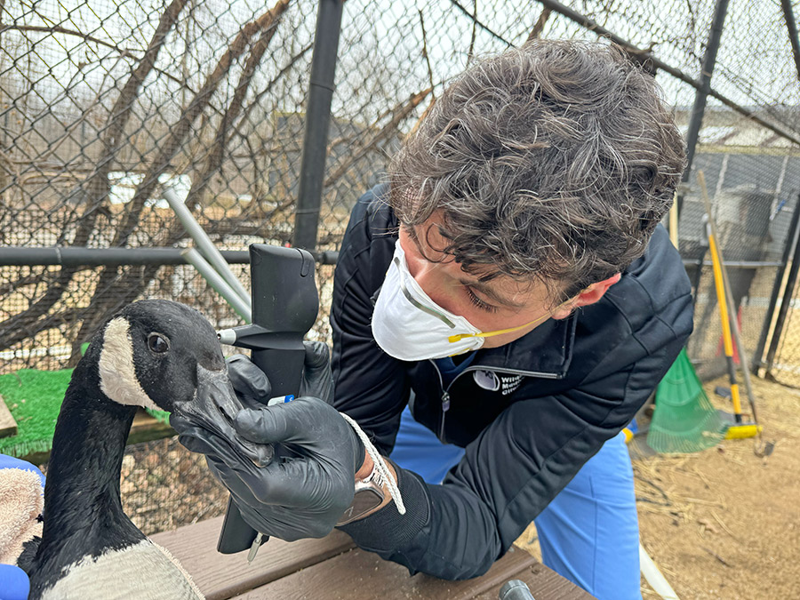 Hassan Hanna conducting research on a goose at the Wildlife Medical Clinic.