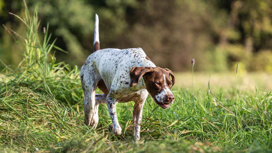 hunting dog outdoors walking with nose down