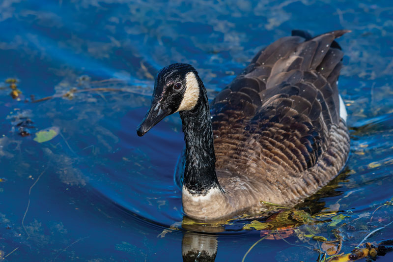 Canadian Goose on the water