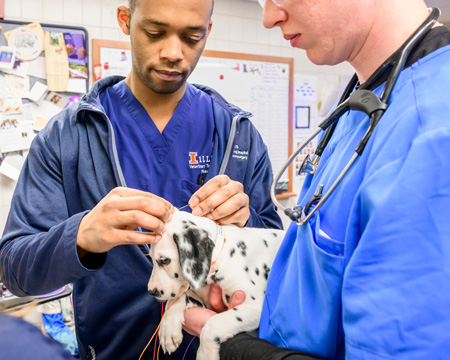Doctor and student in neurology service conduct hearing test on Dalmatian puppy