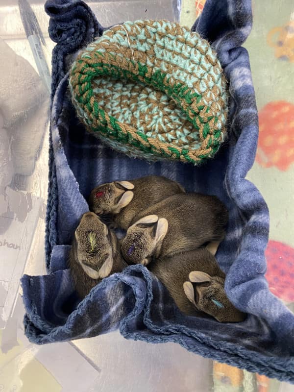 Litter of Eastern Cottontail Rabbits and an artificial nest.