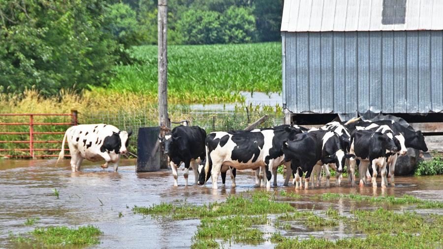 cows stand in a flooded pen next to a barn