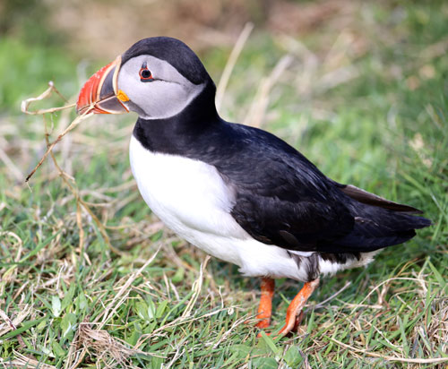 Atlantic-Puffin-Scotland
