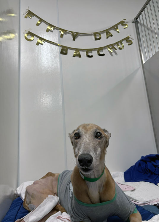 Bacchus the greyhound in the hospital with a banner noting Day 50 of his recovery.