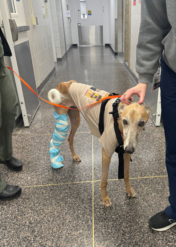 Bacchus the greyhound in the Veterinary Teaching Hospital with extensively bandaged leg and hip