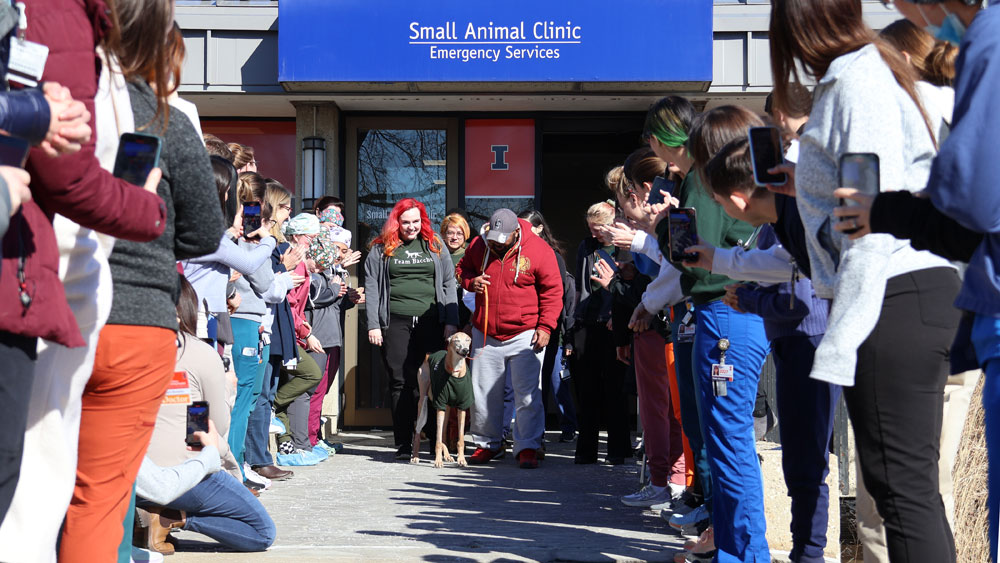 Bacchus the greyhound steps out of the Small Animal Clinic with his owner and dozens of fans from the College of Veterinary Medicine