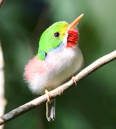 Cuban tody