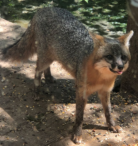 A gray fox in Boone County, Missouri