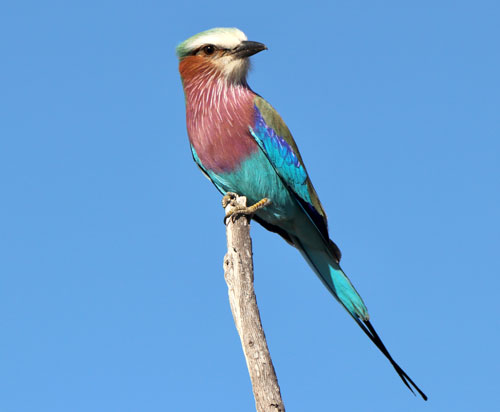 A lilac-breasted roller in the Kalahari Desert