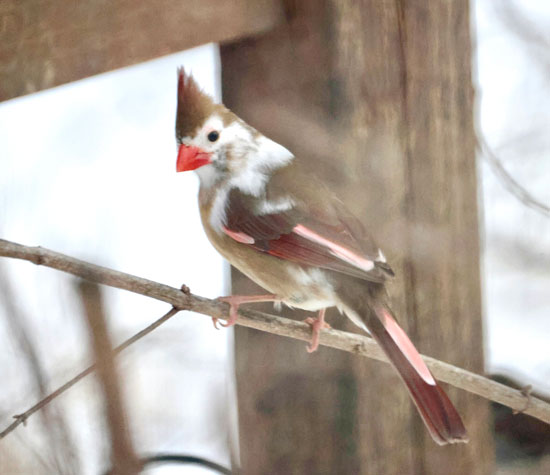 A partially leucistic female northern cardinal