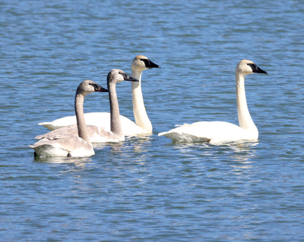 Trumpeter swans on Dr. Rosenfeld’s lake in Boone County, Missouri, February 2024.