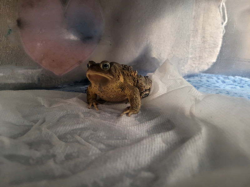 American Toad in a small temporary kennel resting on wet paper towels.