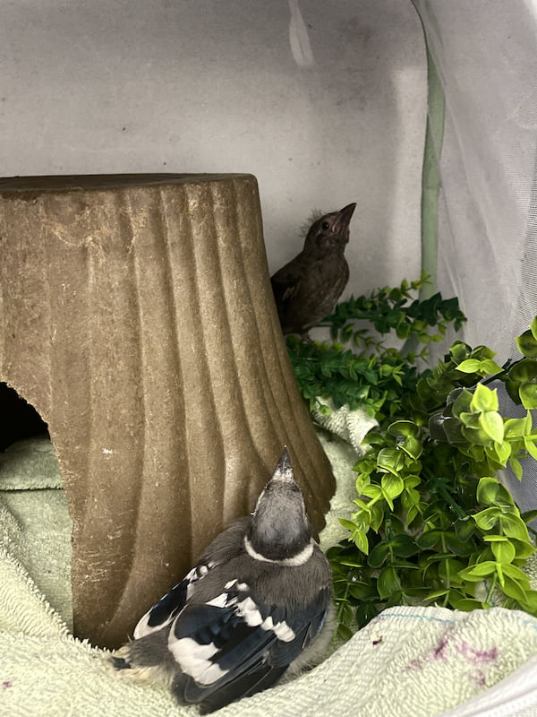 Young Blue Jay with another bird in a soft sided kennel with a small cave to hide in, perch on and artificial plants next to it.