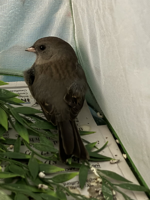 Junco bird sitting in the corner of a soft sided kennel with artificial plants to hide in.