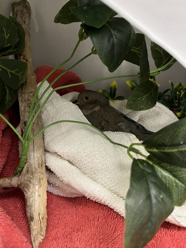 Mourning Dove in a towel nest with artificial plants to hide behind.