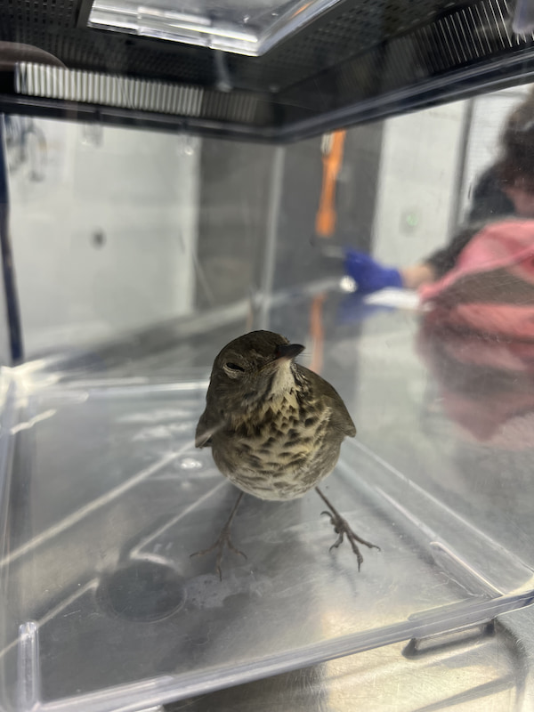 Injured thrush bird in a temporary carrier awaiting its triage exam.