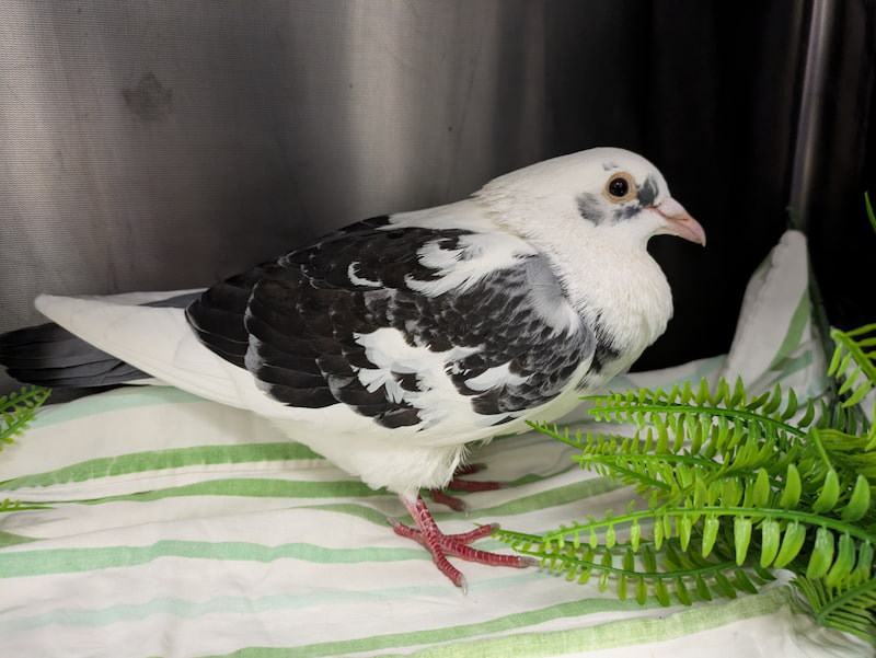 A white and black colored pigeon in a hospital enclosure with towels as bedding and artificial plants.